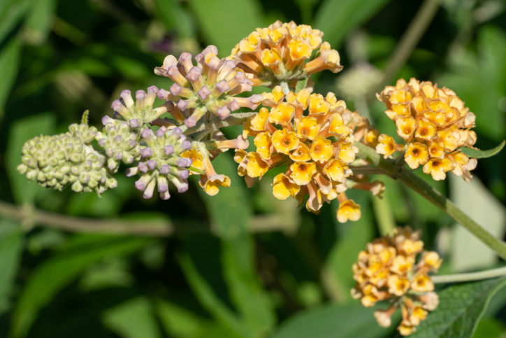 gele bloem - vlinderstruik - Buddleja weyeriana 'Sungold'
