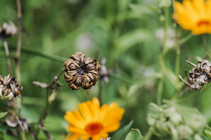 zaden verzamelen - goudsbloem Calendula officinalis