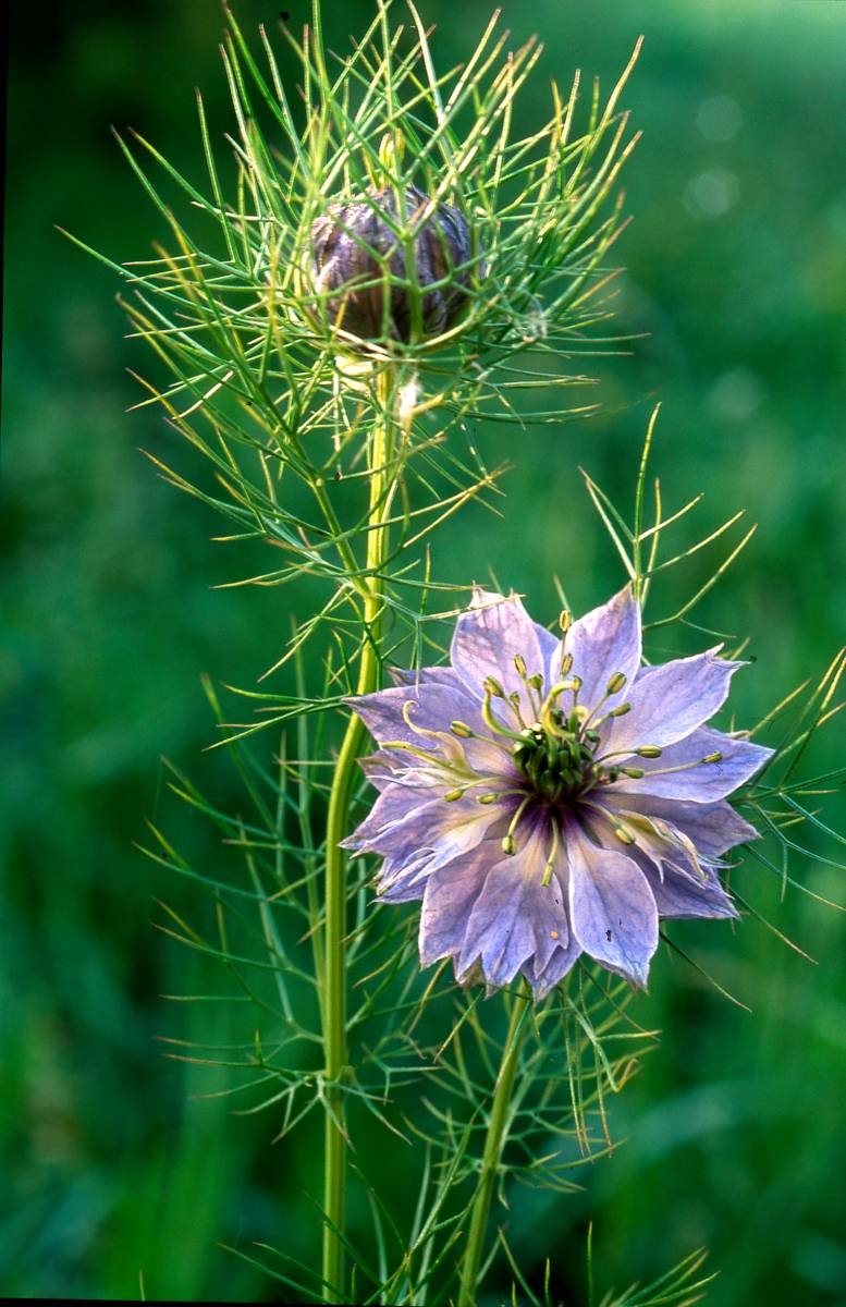 Juffertje-in-'t-groen - Nigella damascena -