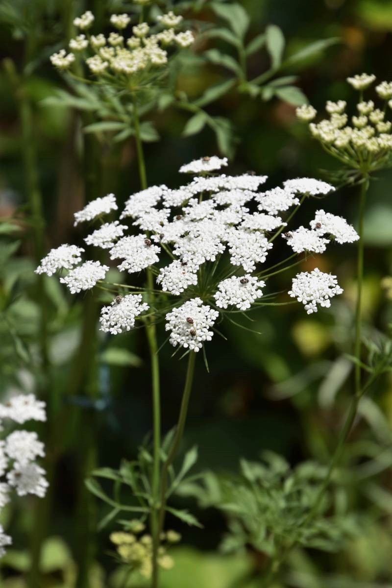eenjarige bloeier - kantbloem - Amni majus
