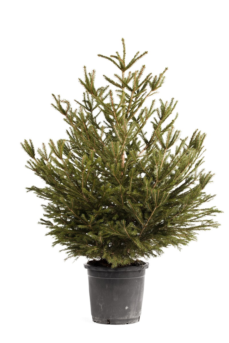 kerstboom - tuinklusjes december