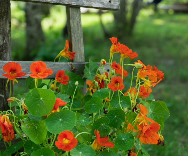 Oost-Indische kers - oranje bloemen - Tropaeolum majus