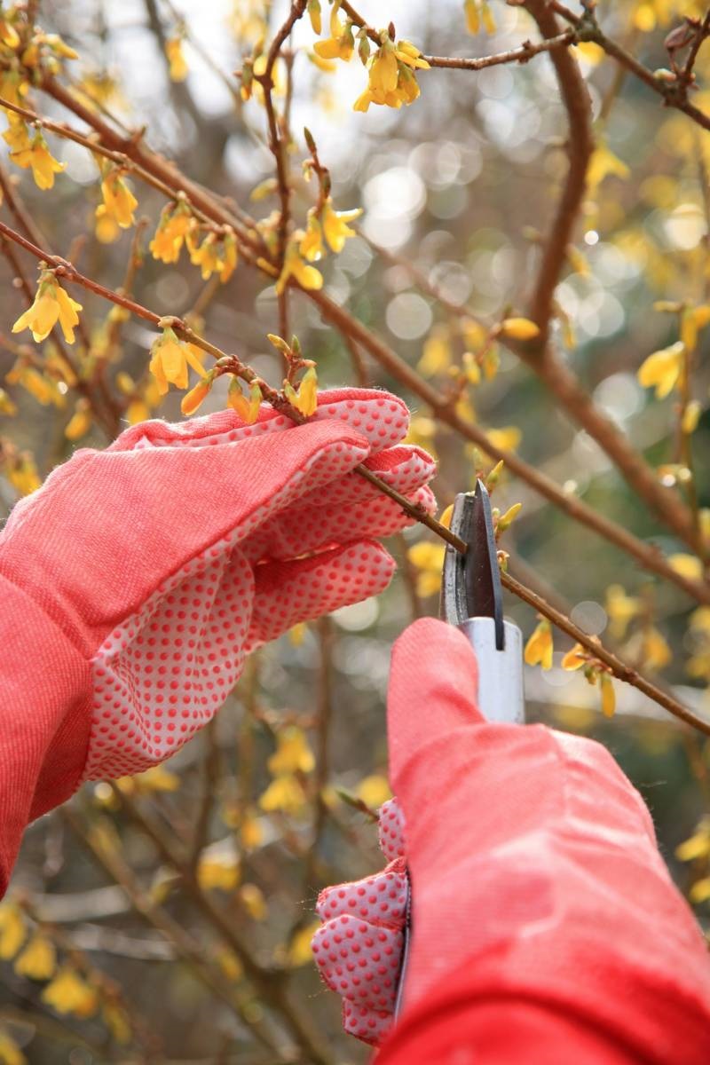 tuinklusjes voor april - heesters - snoeien