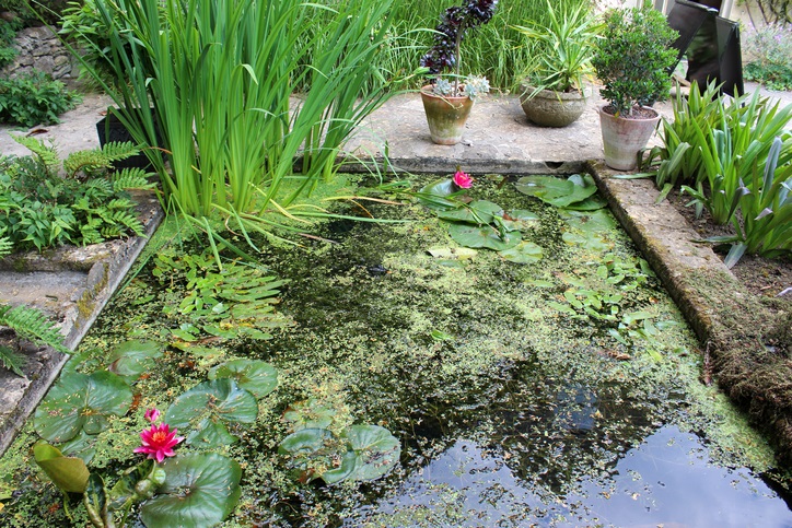 top 10 tuinklusjes in juni - vijver - vijverplanten