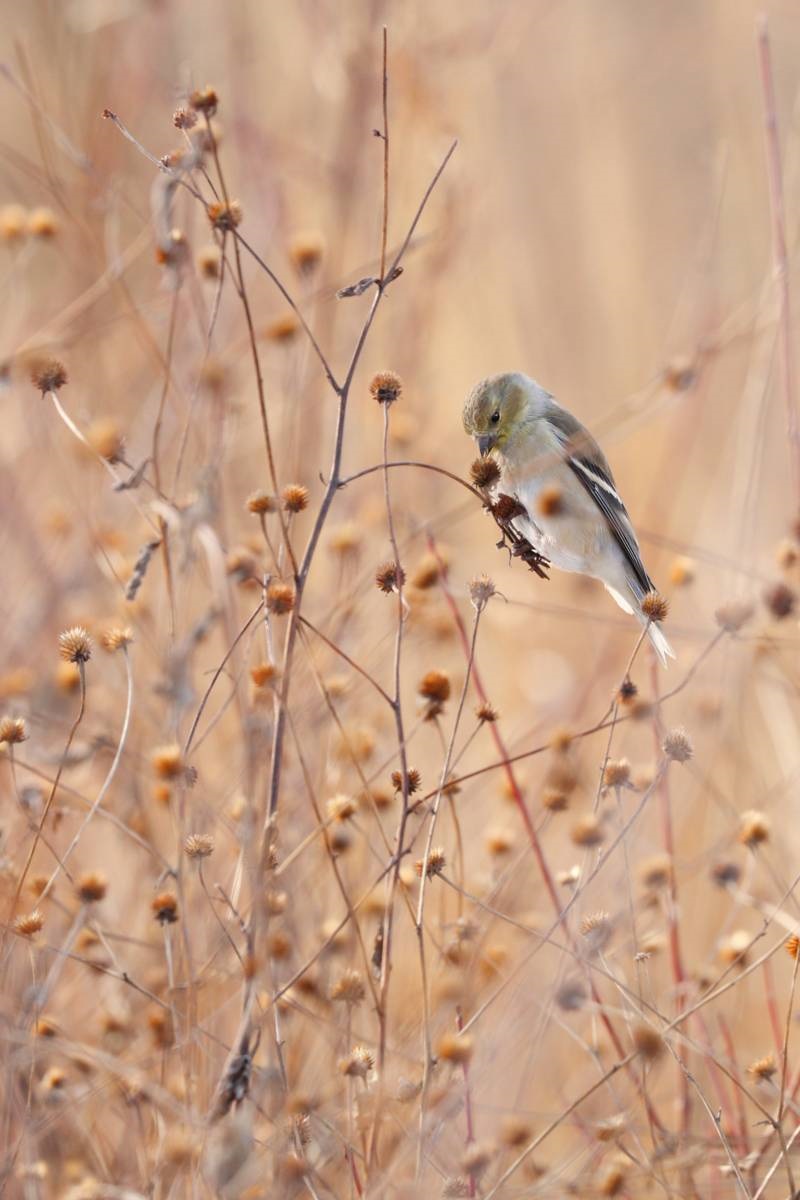 herfsttuinklusjes - uitgebloeide planten - zaadjes - vogels