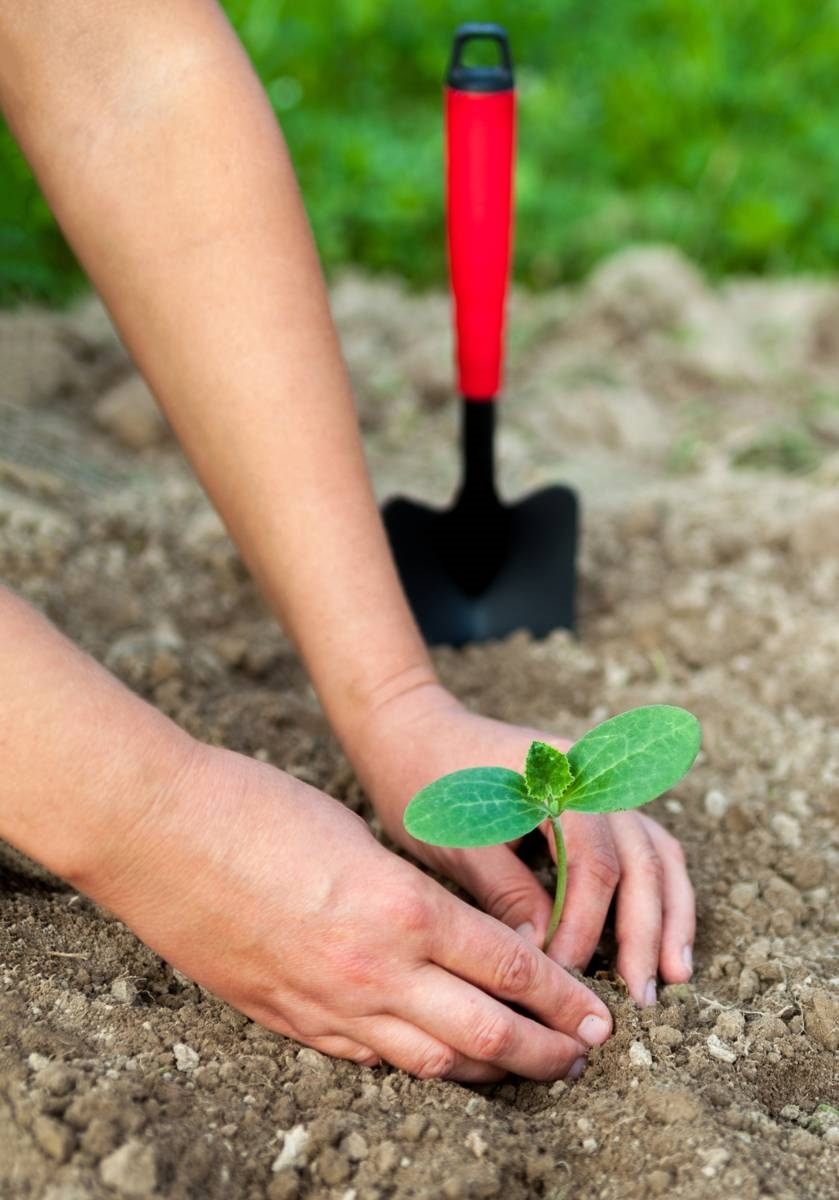 moestuinklusjes - zaailing planten - moestu