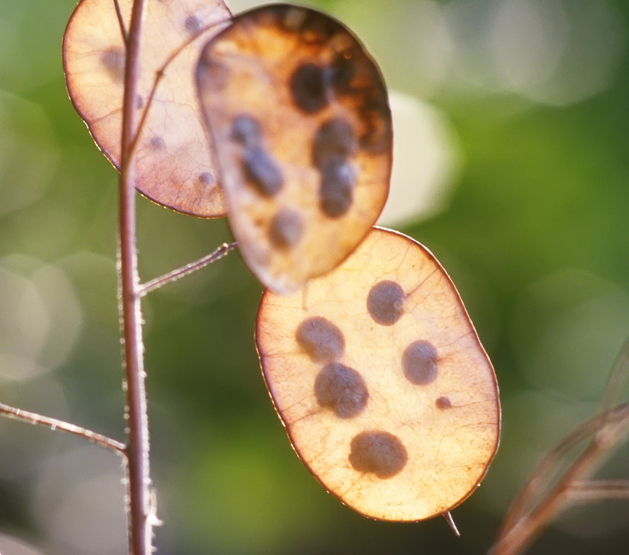 Zaden verzamelen - zaaddozen van judaspenning Lunaria annua