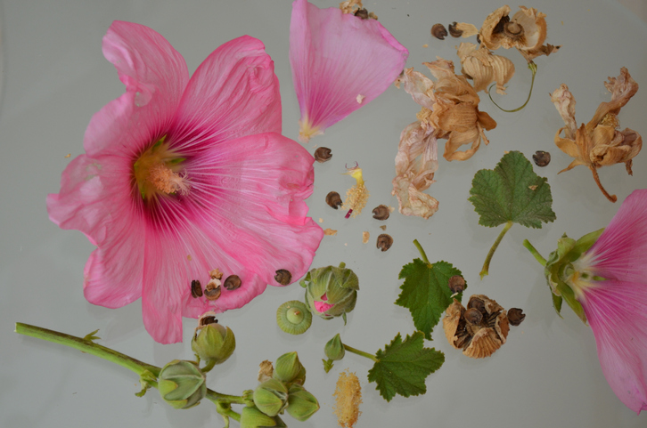 stokrooszaden - zaden oogsten - Althea rosea