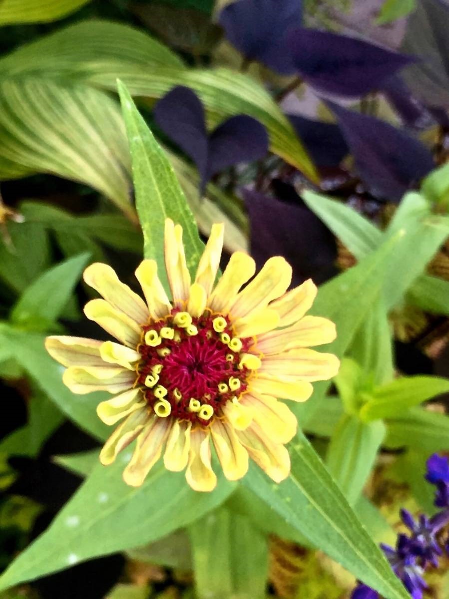 Zinnia- Zinnia elegans - plukbloem - eenjarige - voorzaaien