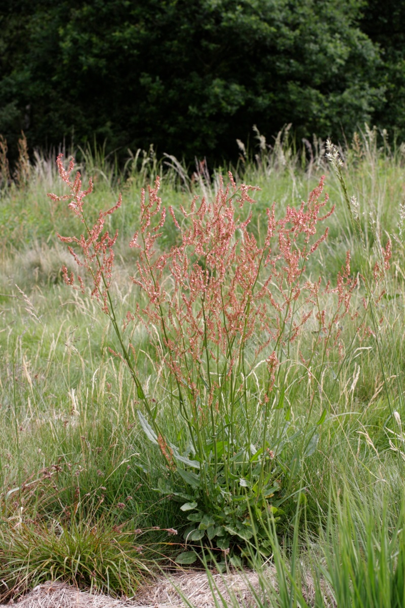 zuring - Rumex acetosa - moestuin - moesplant