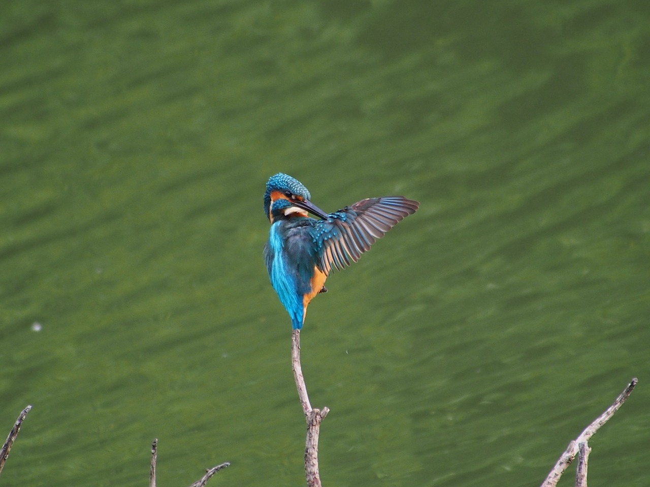 ijsvogel maakt zichzelf schoon