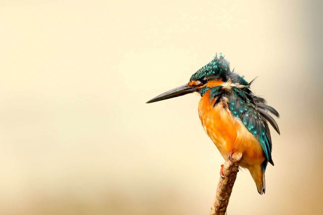 ijsvogel