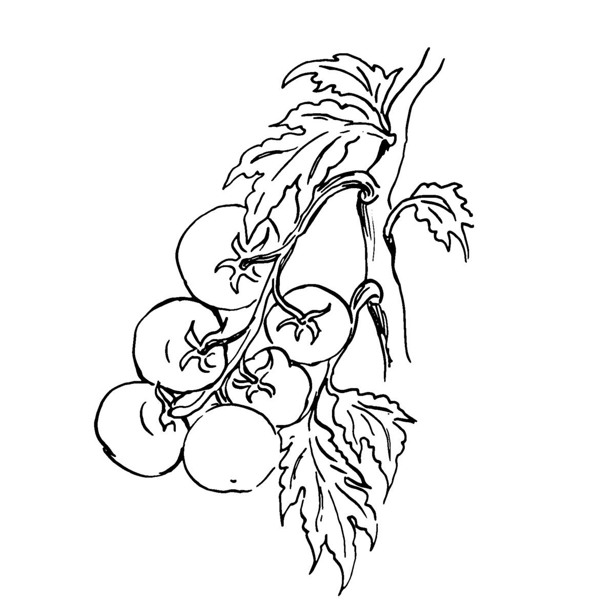 illustraties van tomaten - tuinklusjes - moestuin