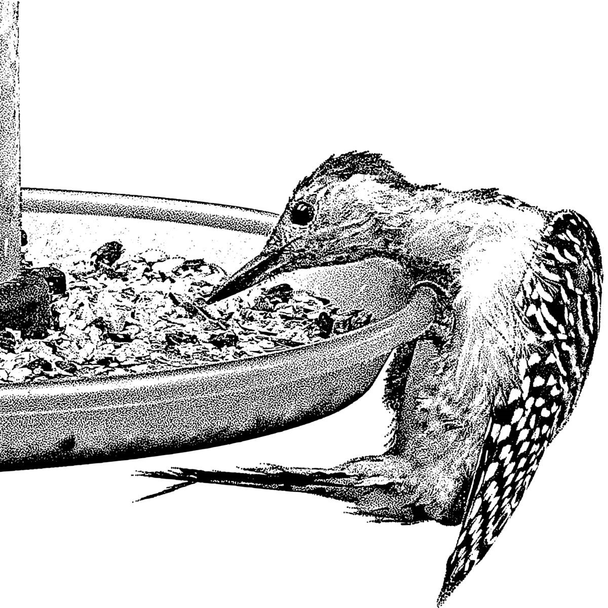 illustratie - vogel - vogelvoer