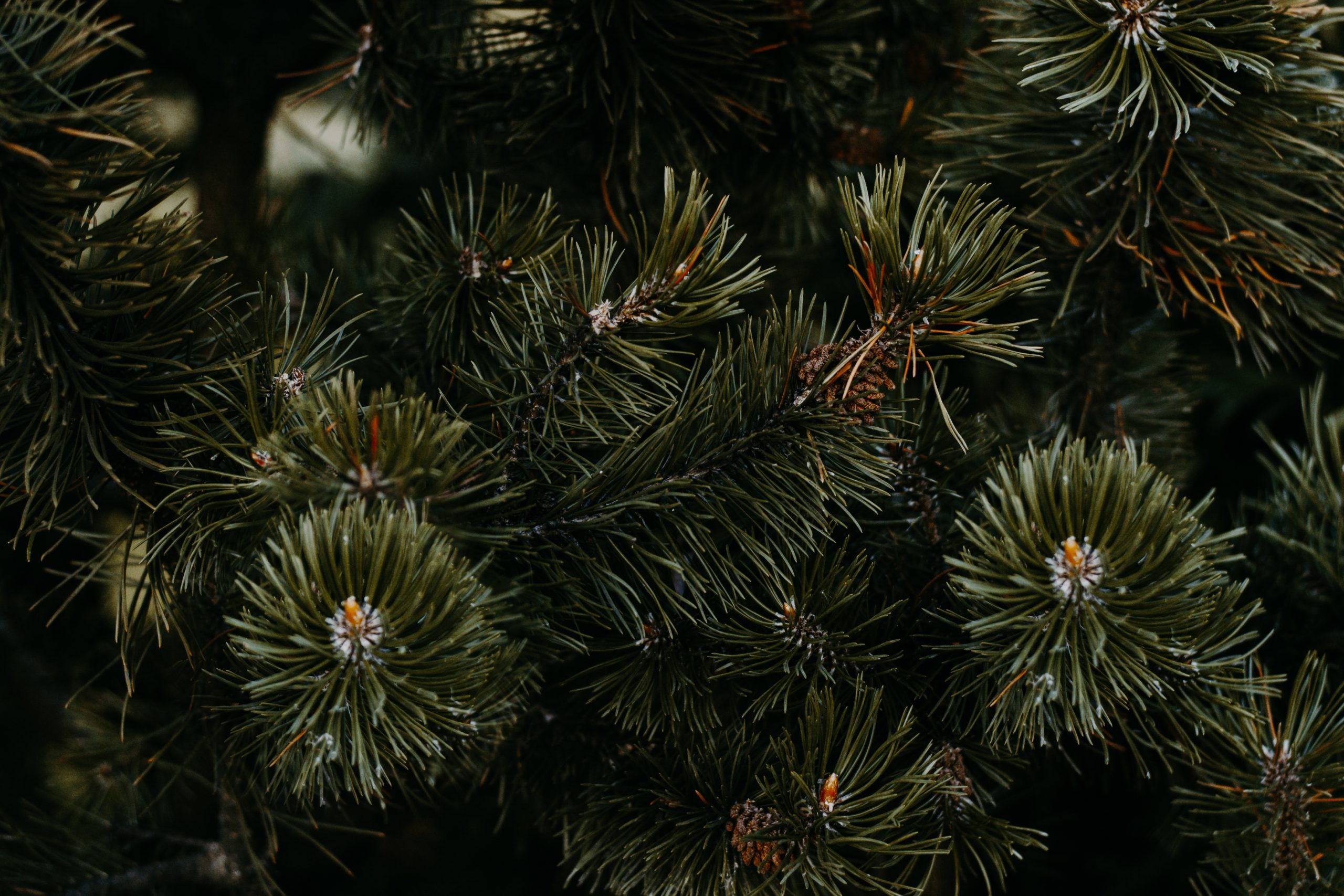 hergebruik kerstboom