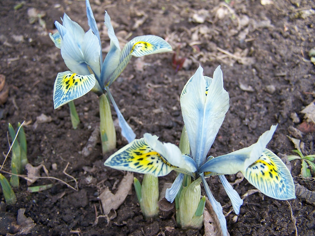 iris reticulata
