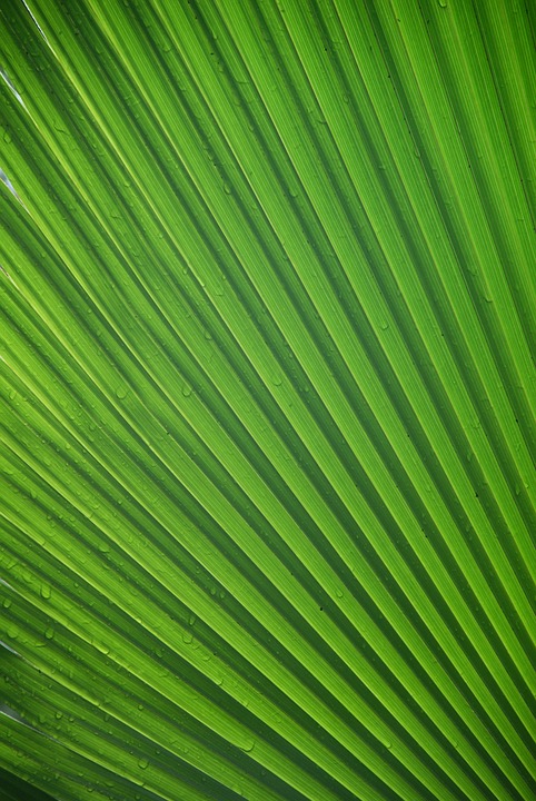 waaierpalm