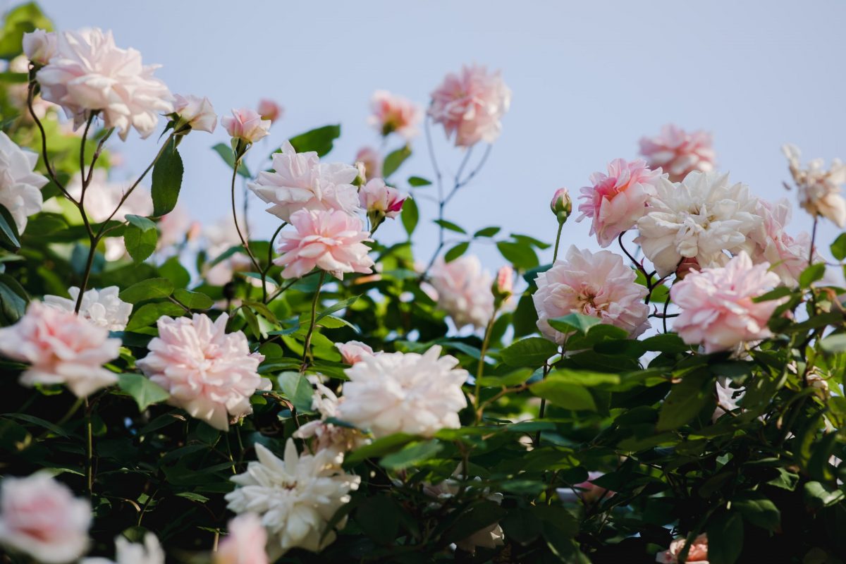 bloementuin