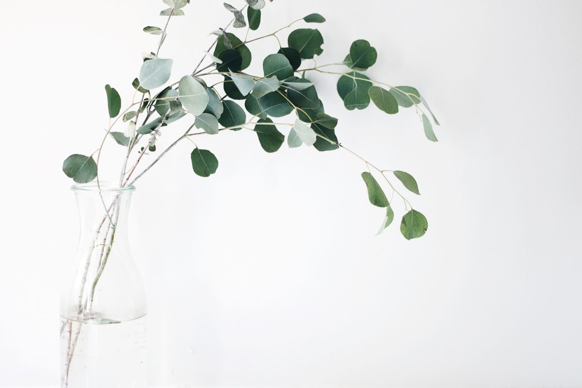 winterharde eucalyptus