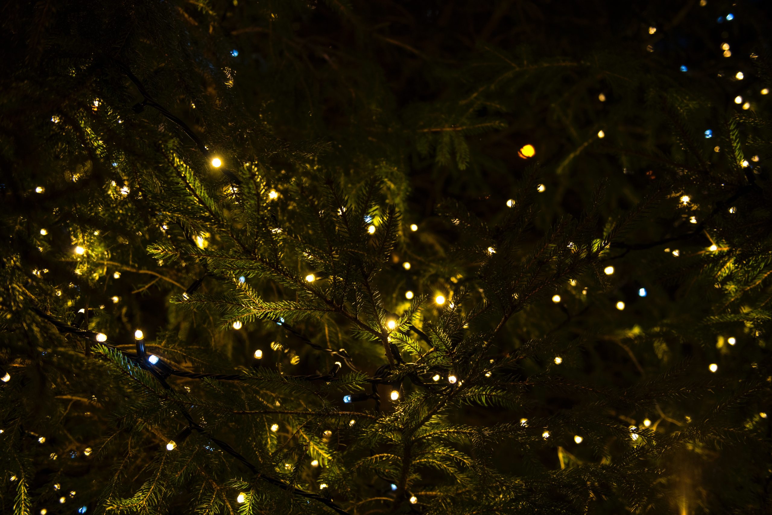 Sprookjesachtige verlichting in een gezellige binnenstad of in een prachtige (botanische) tuin: dit zijn de leukste lichtjes-evenementen in de donkere maanden.