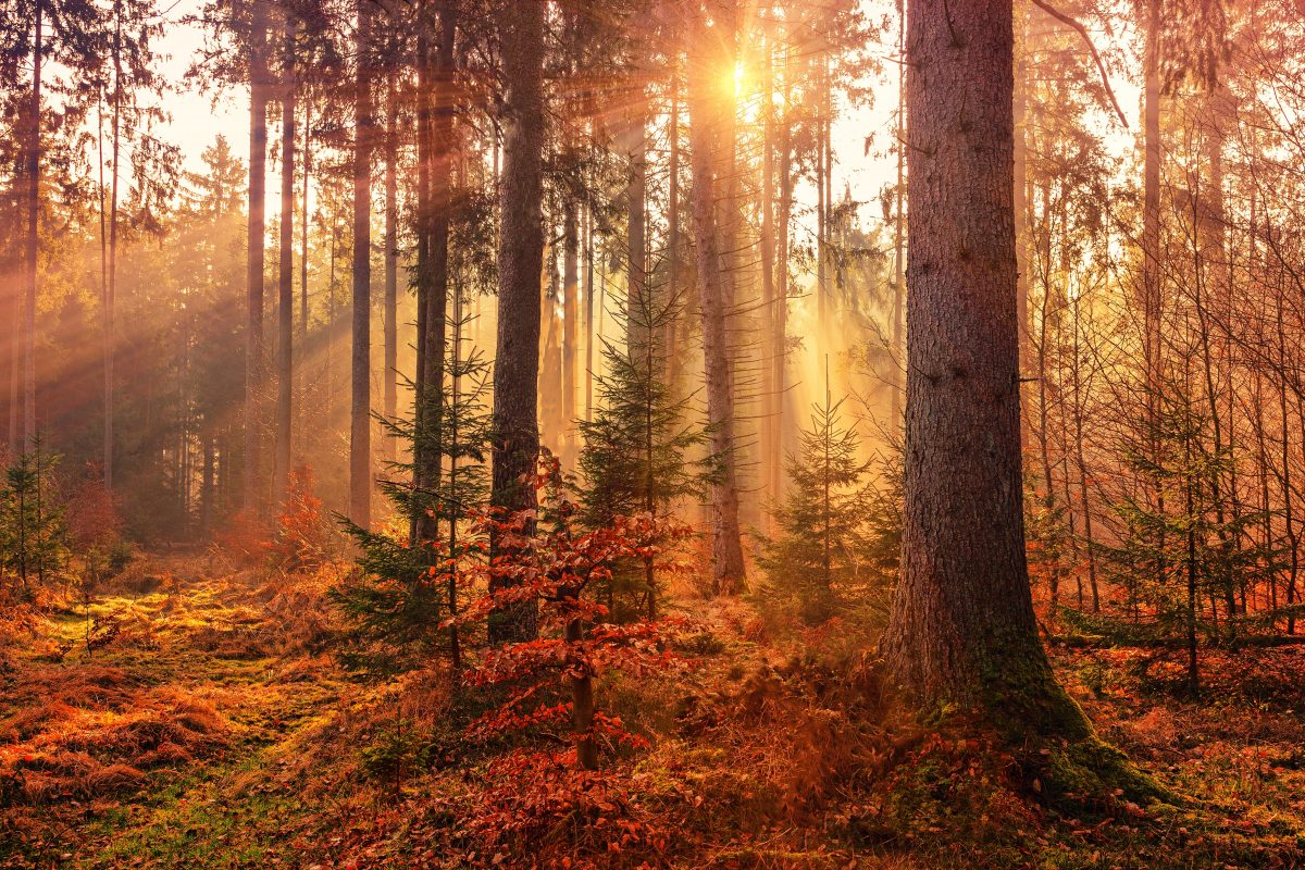 herfstfoto's