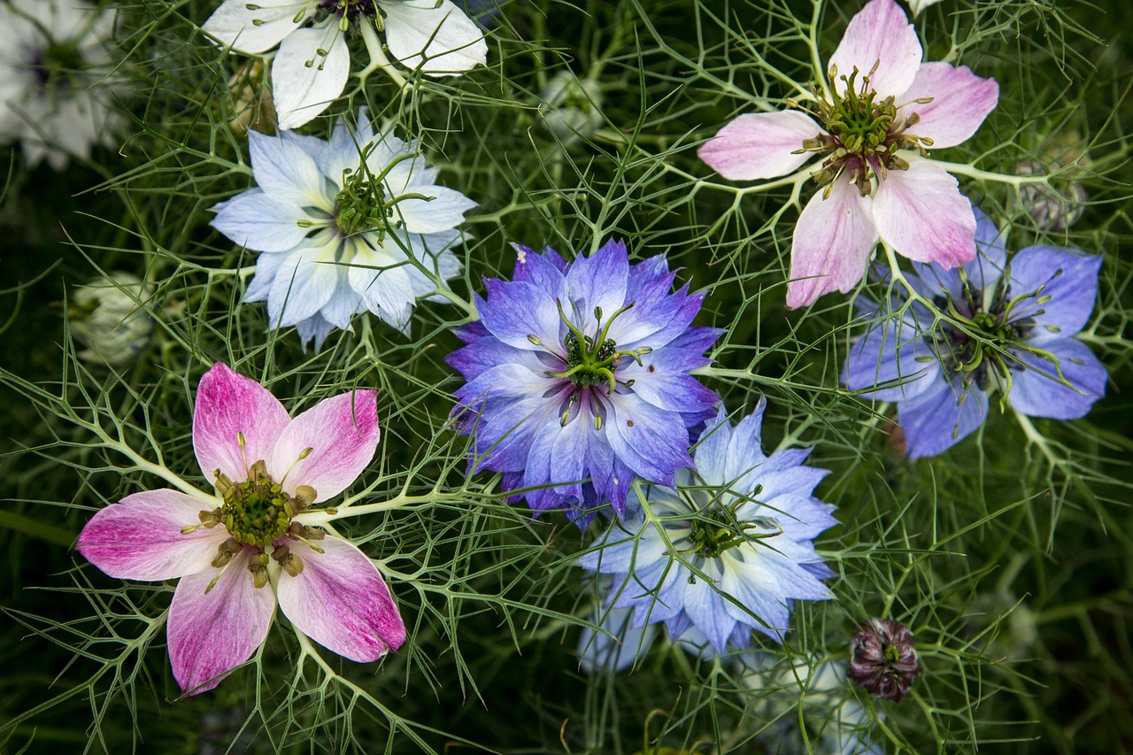 juffertje in het groen