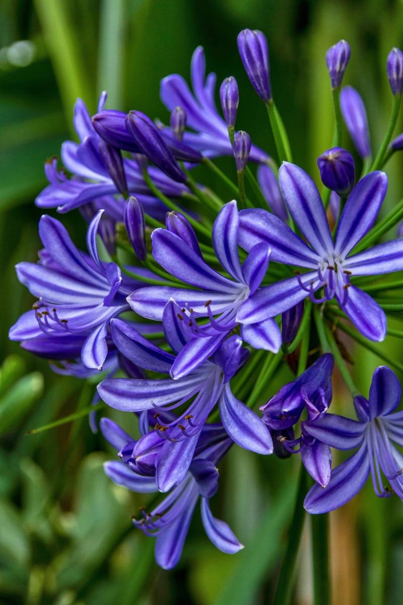 Kaapse lelie - Agapanthus africanus - Agapanthus - tropen