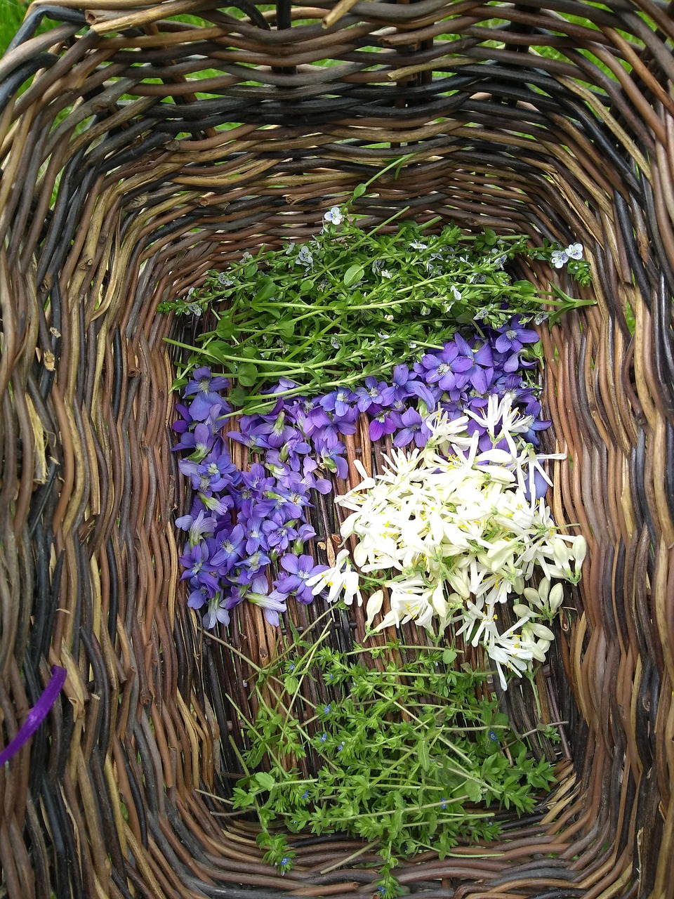 kamperfoeliebloemen zijn eetbaar