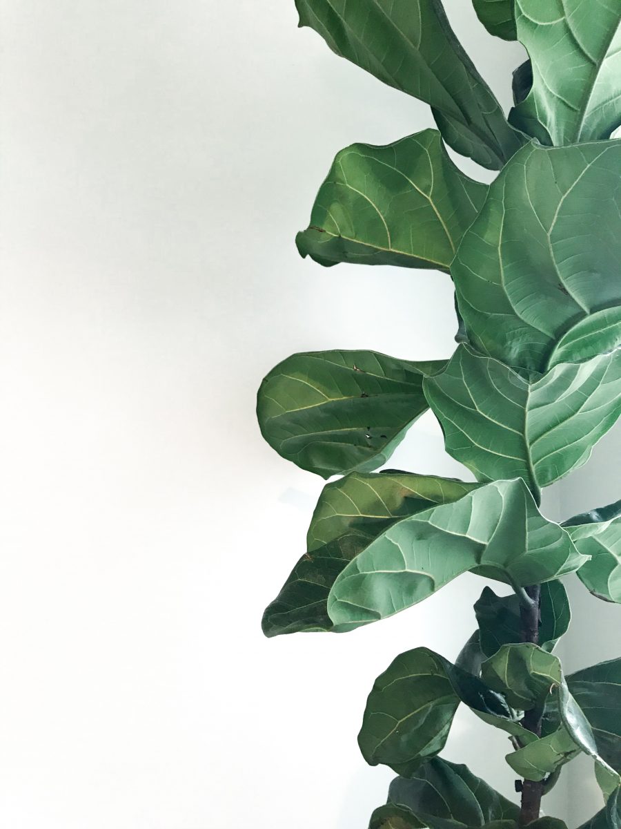 Vioolplant