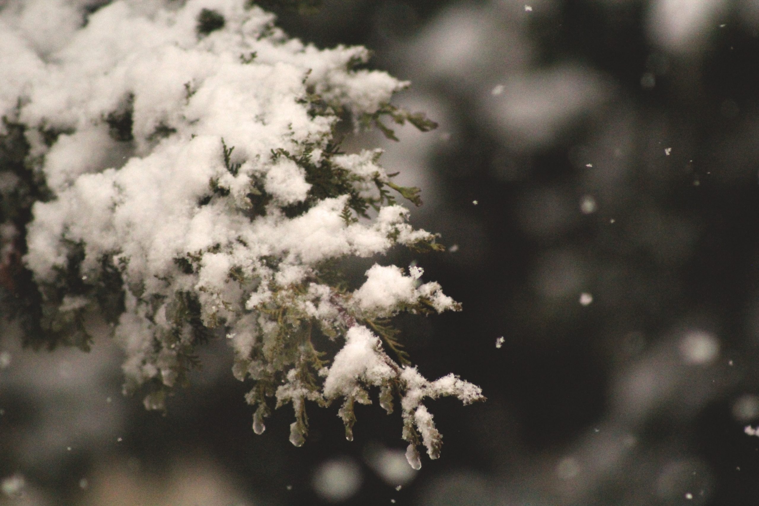 Nog een kerstboom nodig? Bij onderstaande adressen kun je een boom halen en recyclen, of gratis een kerstboom kappen (en ja, dat is goed voor de natuur!).