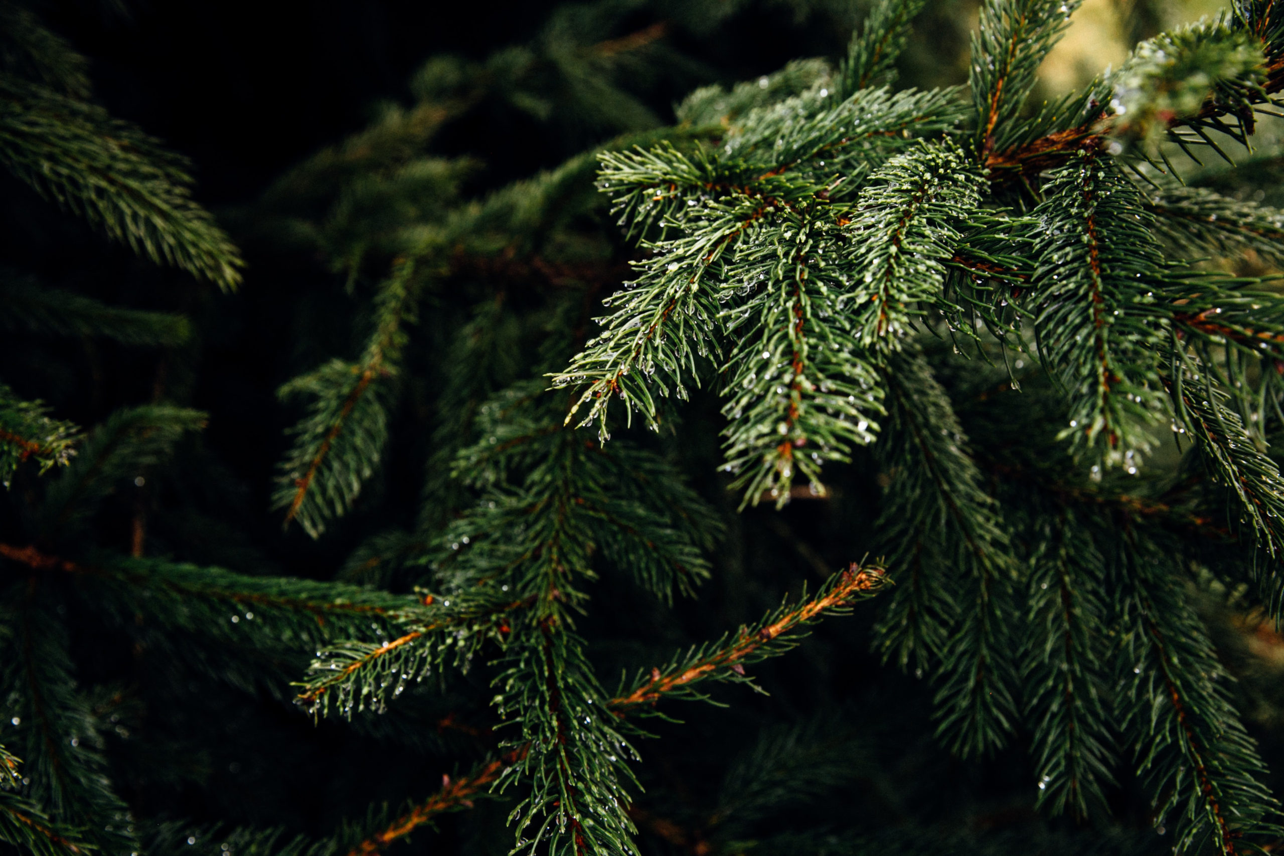 Je hebt drie weken (of langer!) genoten van je kerstboom, maar nu is het wel mooi geweest: hij mag de deur uit. Wat doe je met je kerstboom na kerst?