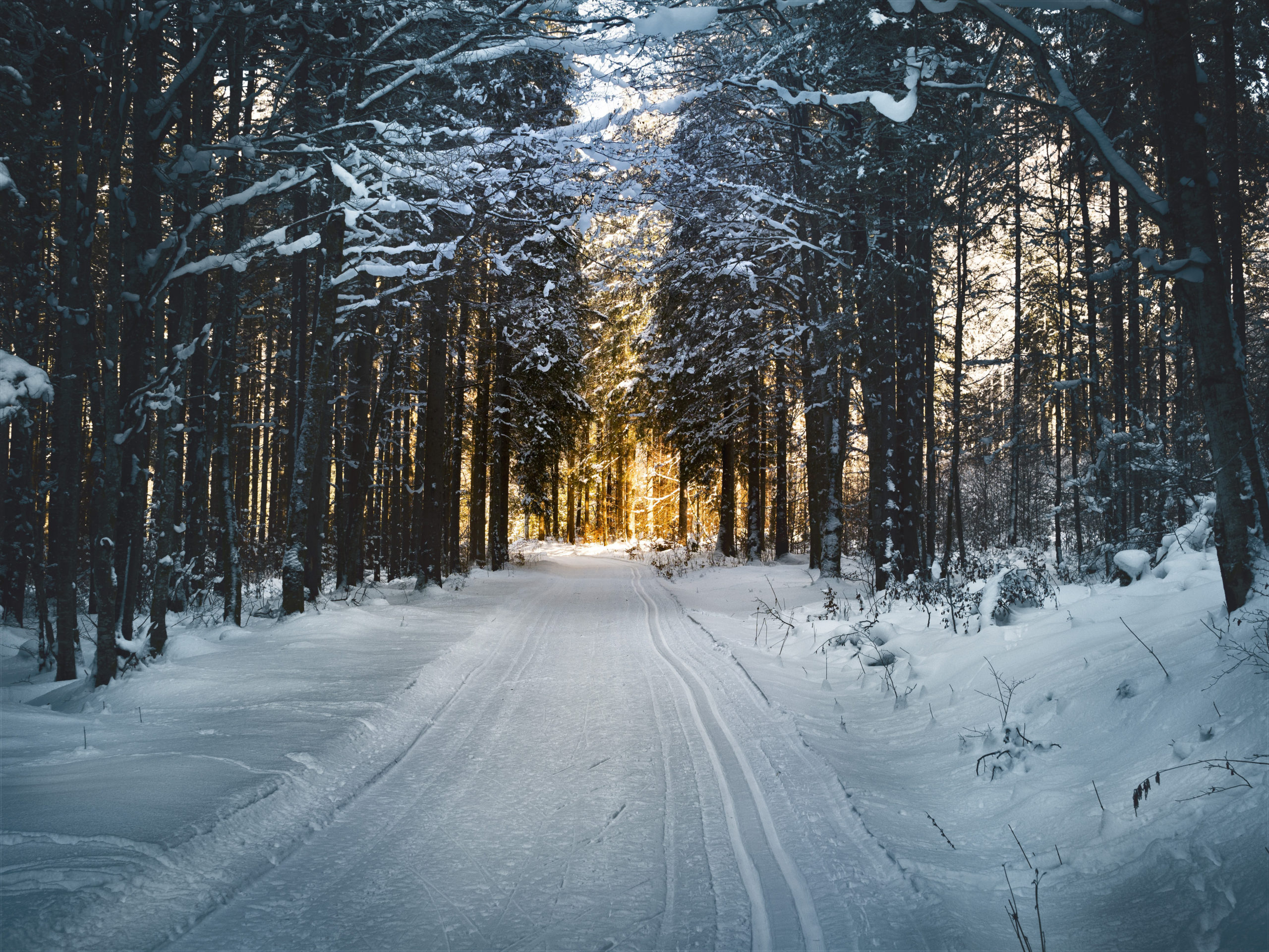 Tussen alle decemberdrukte door is het lekker alle beslommeringen even te vergeten. Een kerstwandeling van Staatsbosbeheer is daar heel geschikt voor.