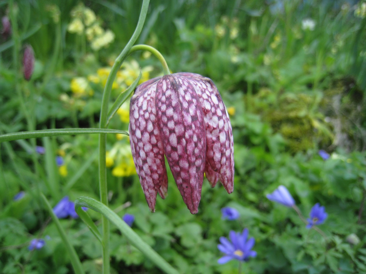 kievitsbloem paars