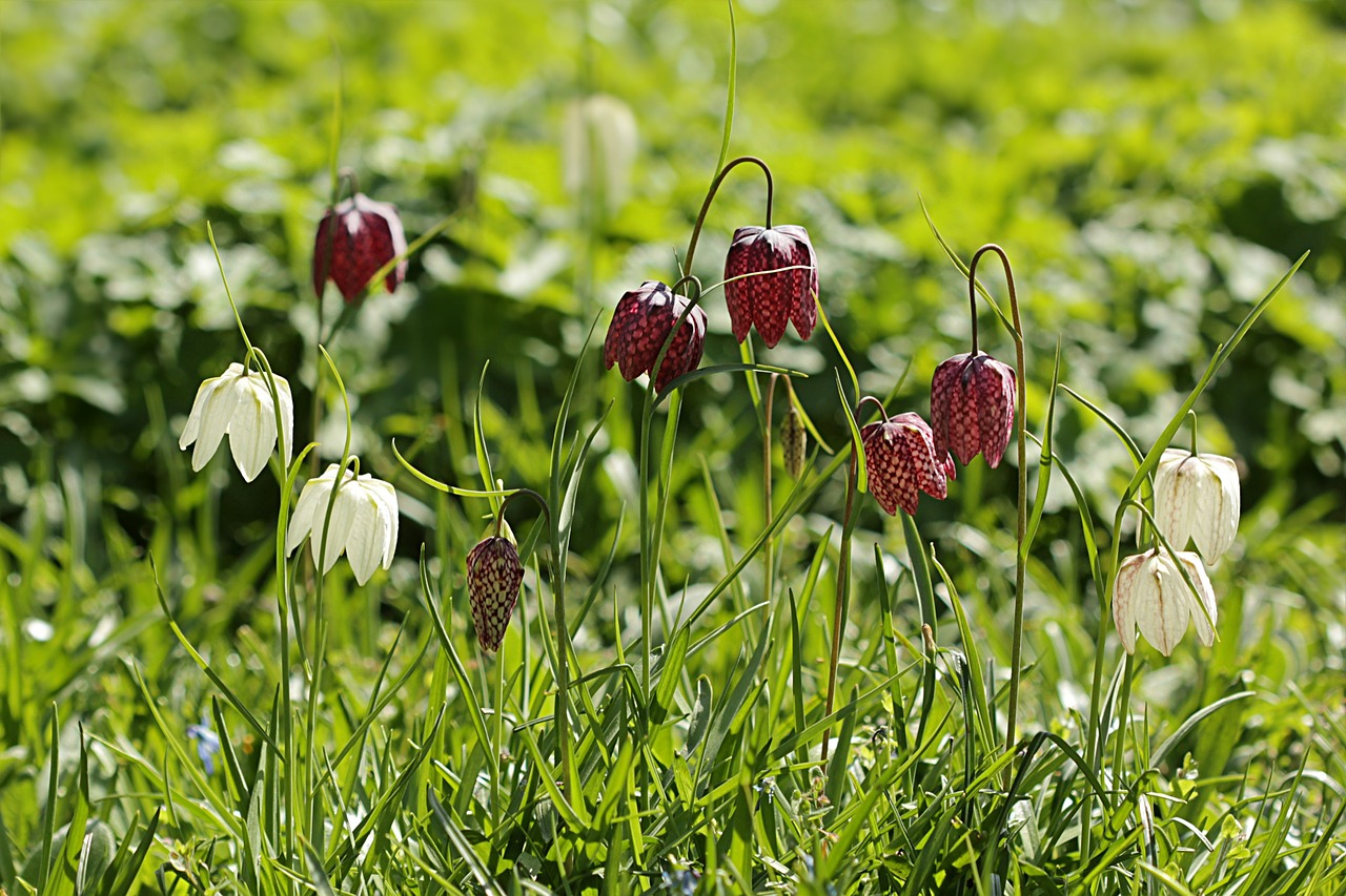 kievitsbloemen