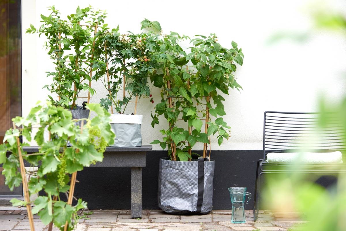 klimfruit voor fruitgaard op het terras