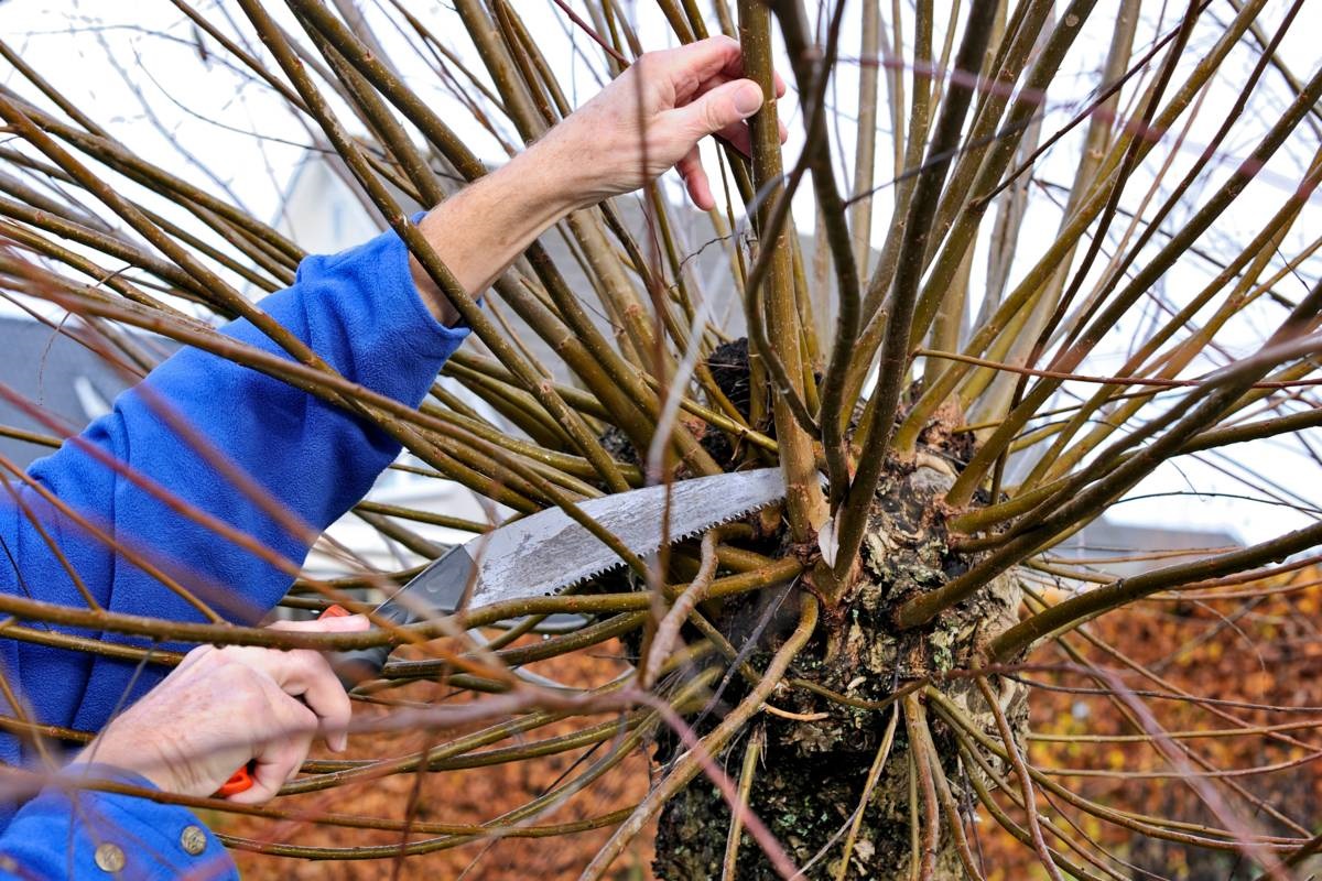 tuinklusjes - februari - tuinieren - wilg knotten