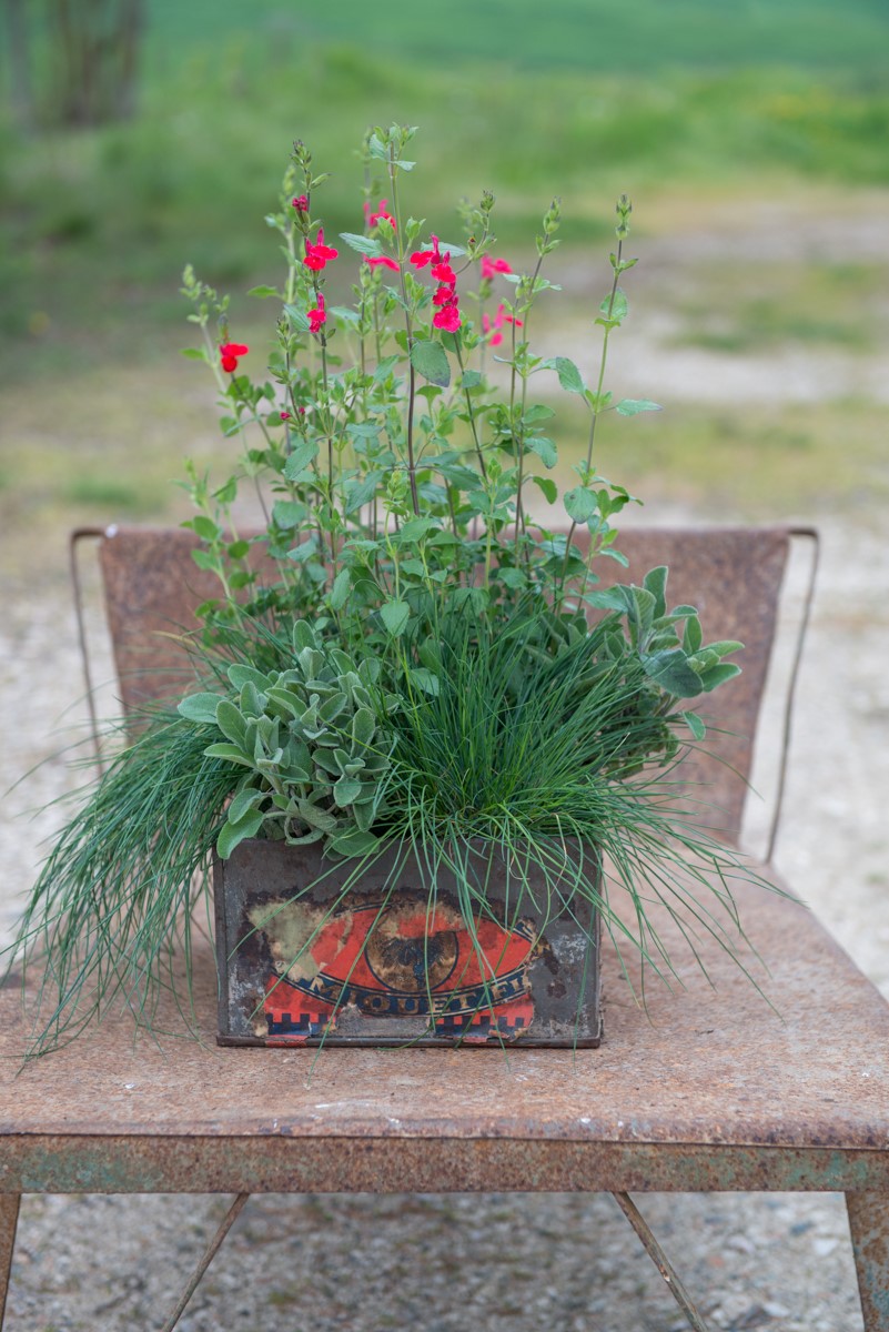 koekblik - tuinieren in potten - salvia's
