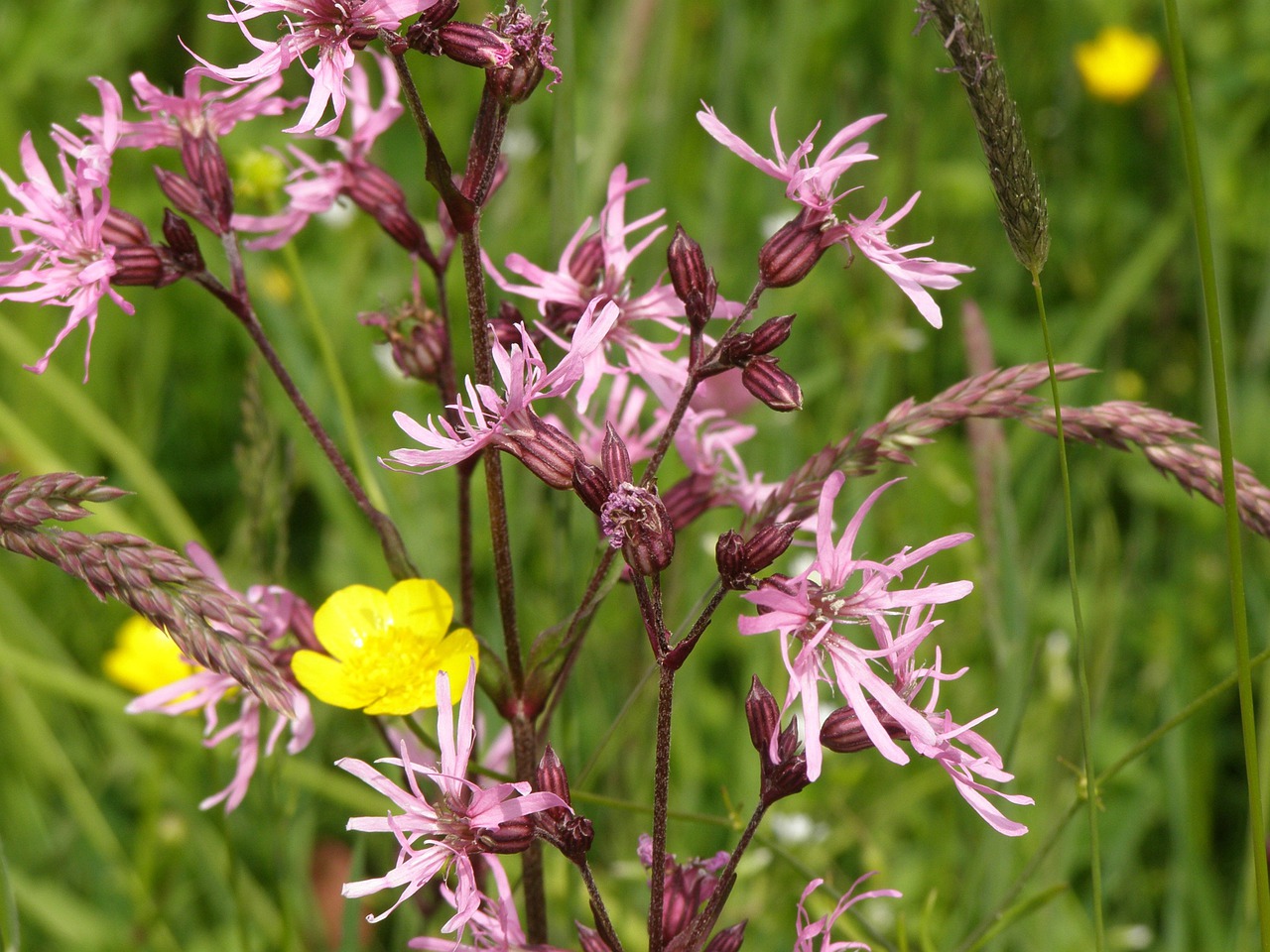 echte koekoeksbloem