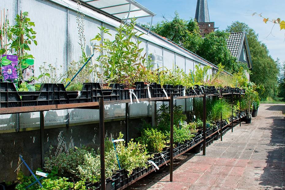 bijzondere vaste planten - Kwekerij Krijn Spaan - eco-vriendelijk tuinieren - tuinadressengroenteplanten
