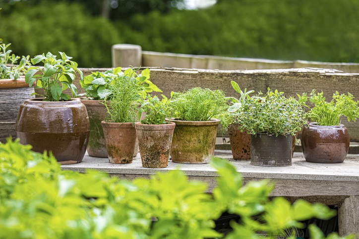 kruidentuintje in pot - Biologische kruidenplanten - in pot -