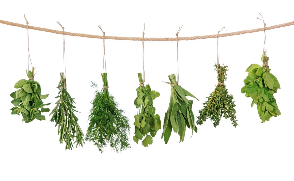 kruidenplanten - kruiden drogen