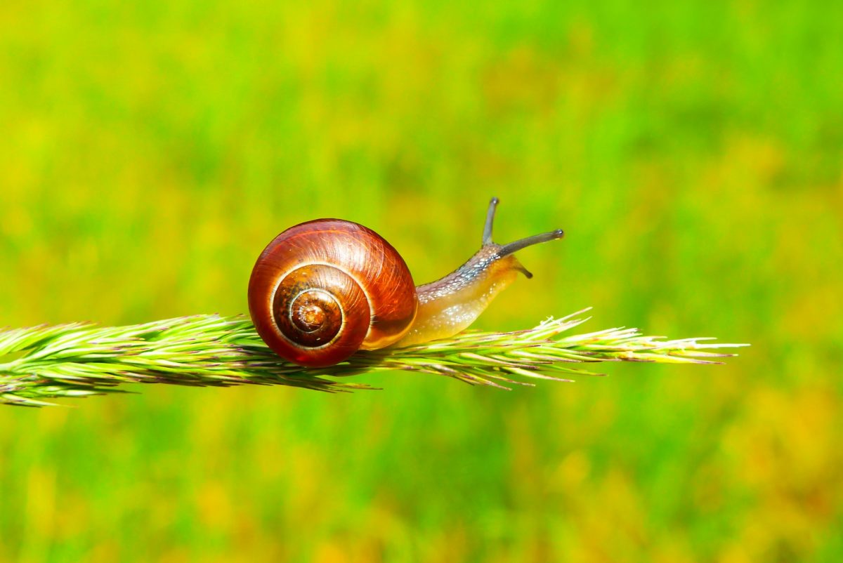 tips tegen slakken in je tuin