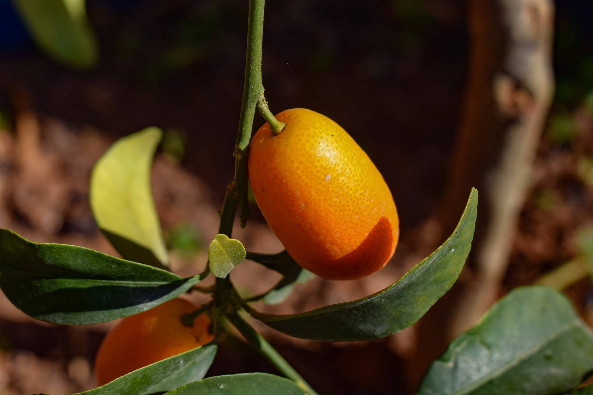 Kumquat