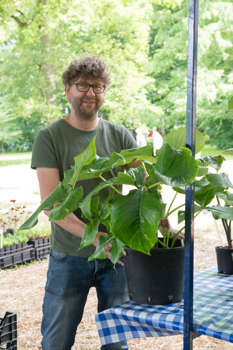 kwekerij Pieters Planten - schaduwplanten - Arisaema ringens