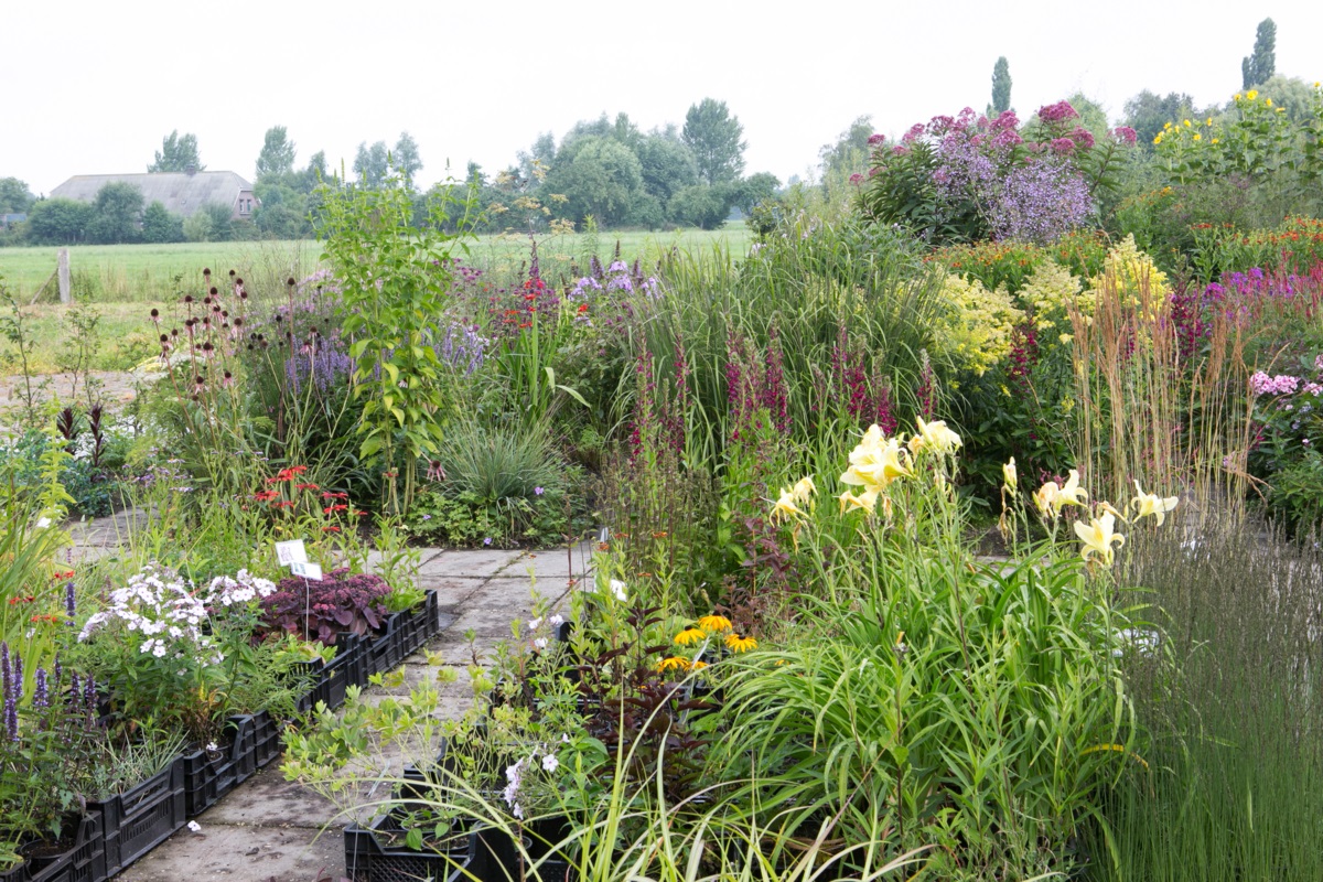 Kwekerij Klein Hof - sterke planten - kweker Albert van den Hoogen