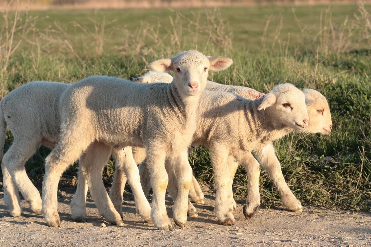 lammetjes