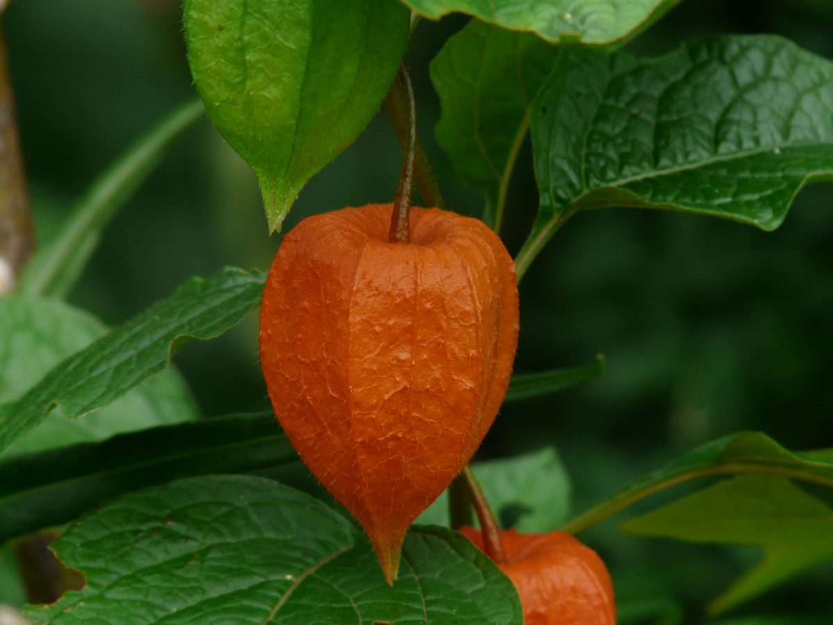 physalis