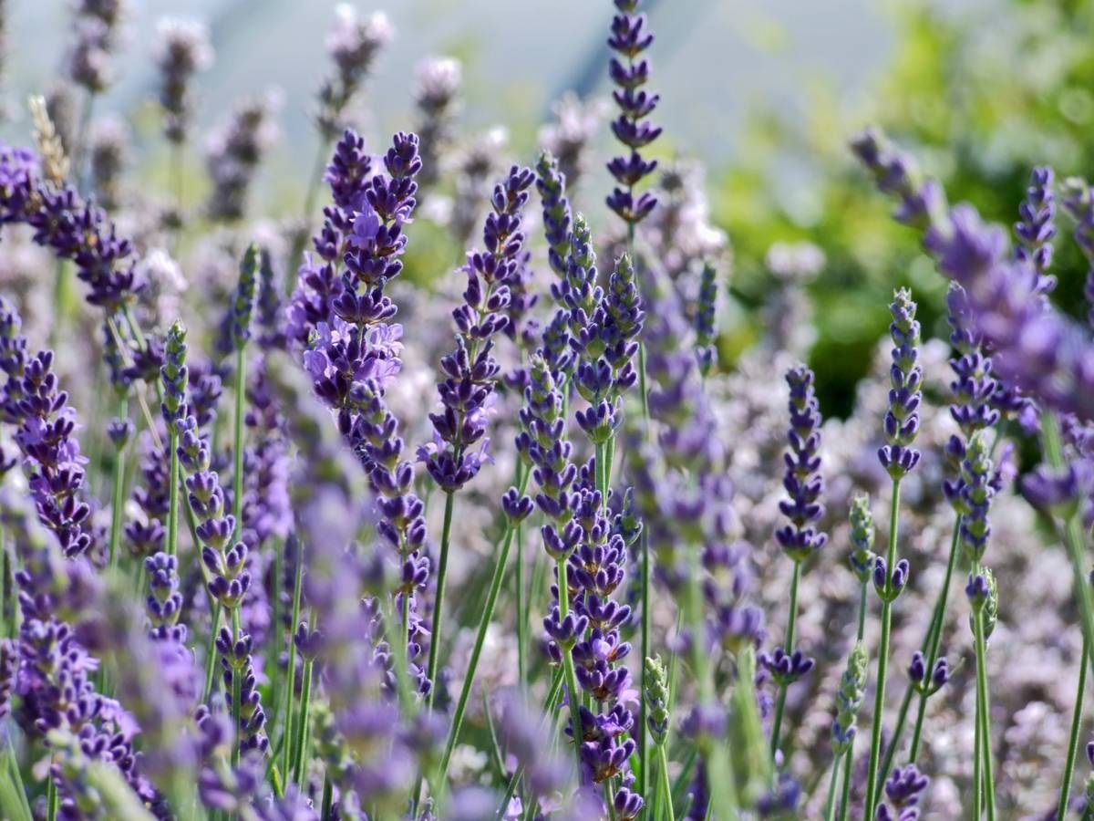 lavendel - lavendel snoeien