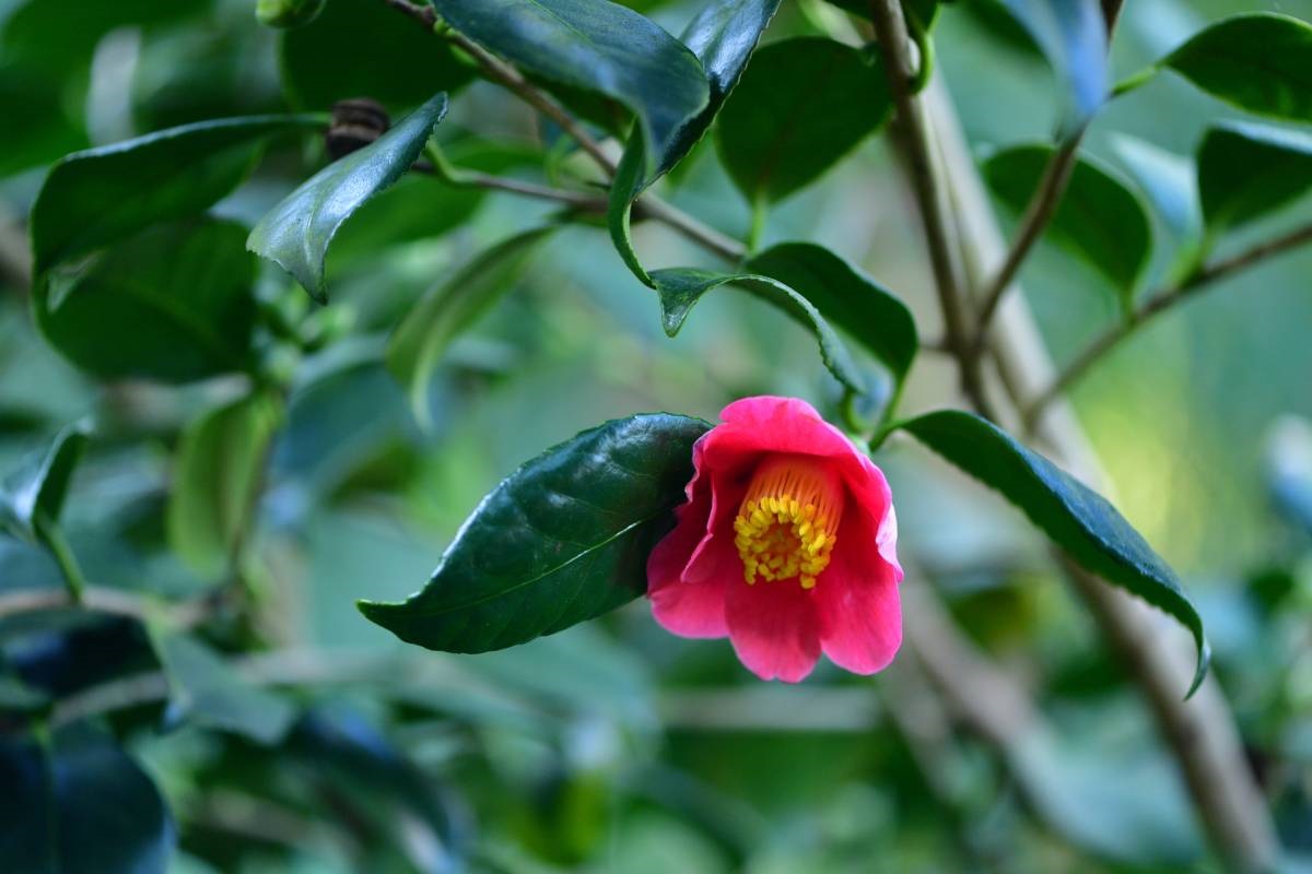 camelia - wintertuin - De Groene Prins