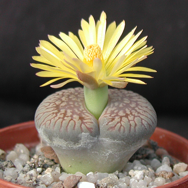 lithops